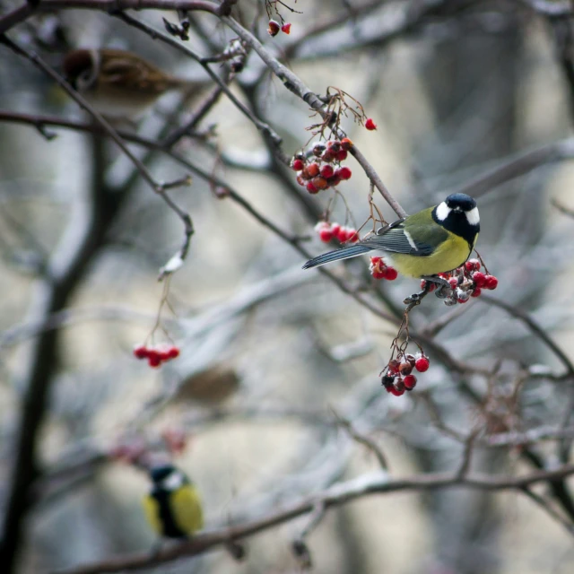 a black bird is standing on a nch among berries