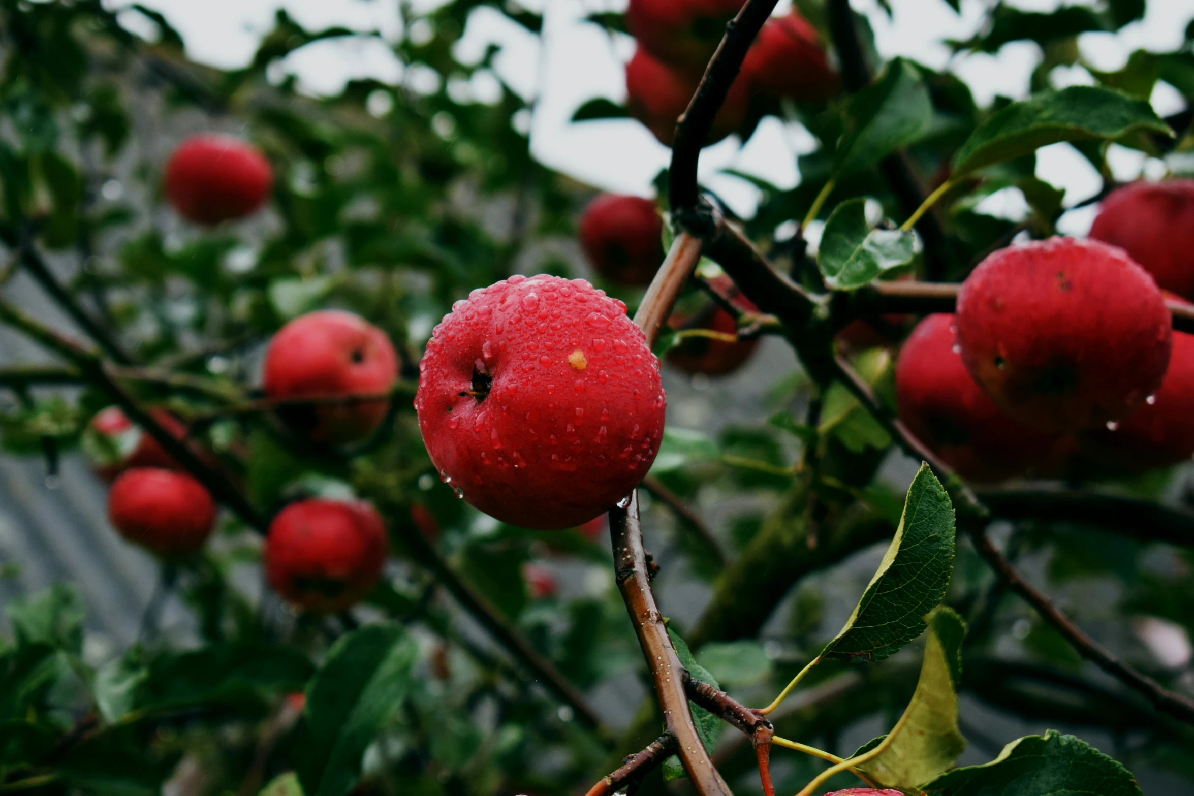 a tree filled with red apples and green leaves