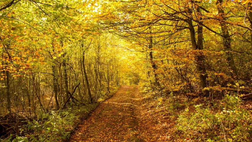 trees lined with bright yellow and orange leaves near a trail