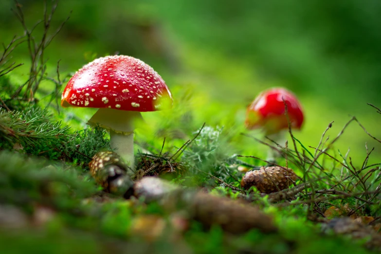 two small red mushrooms sitting on green grass