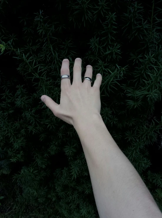 the person holding their hand out towards some plants