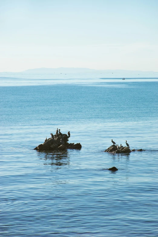 the birds are on rocks in the ocean