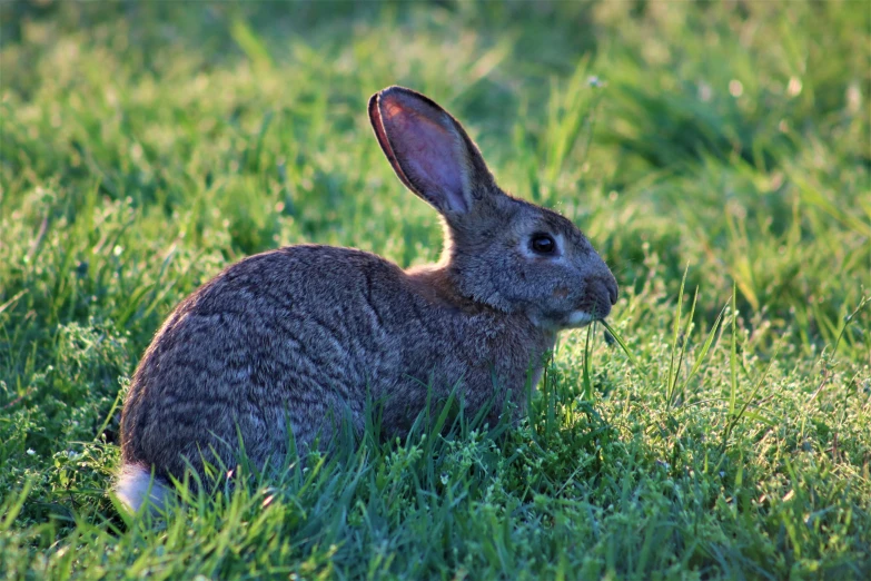 a bunny sits alone in a grassy field