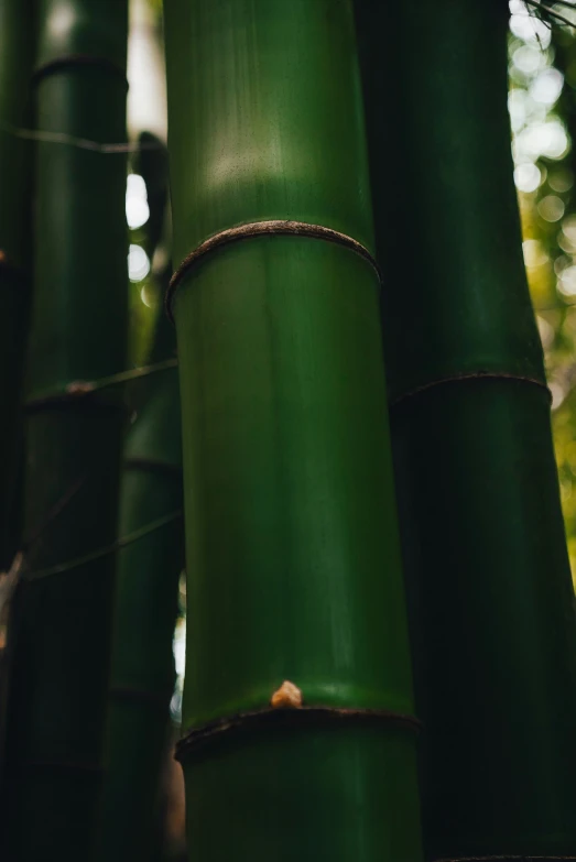 several green bamboo trees with the stems being held by brown rope