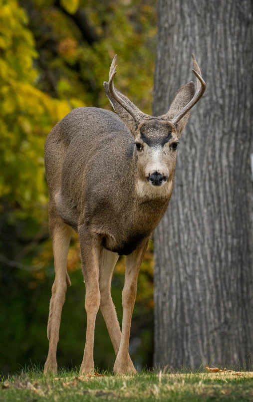 a deer standing in front of a tree