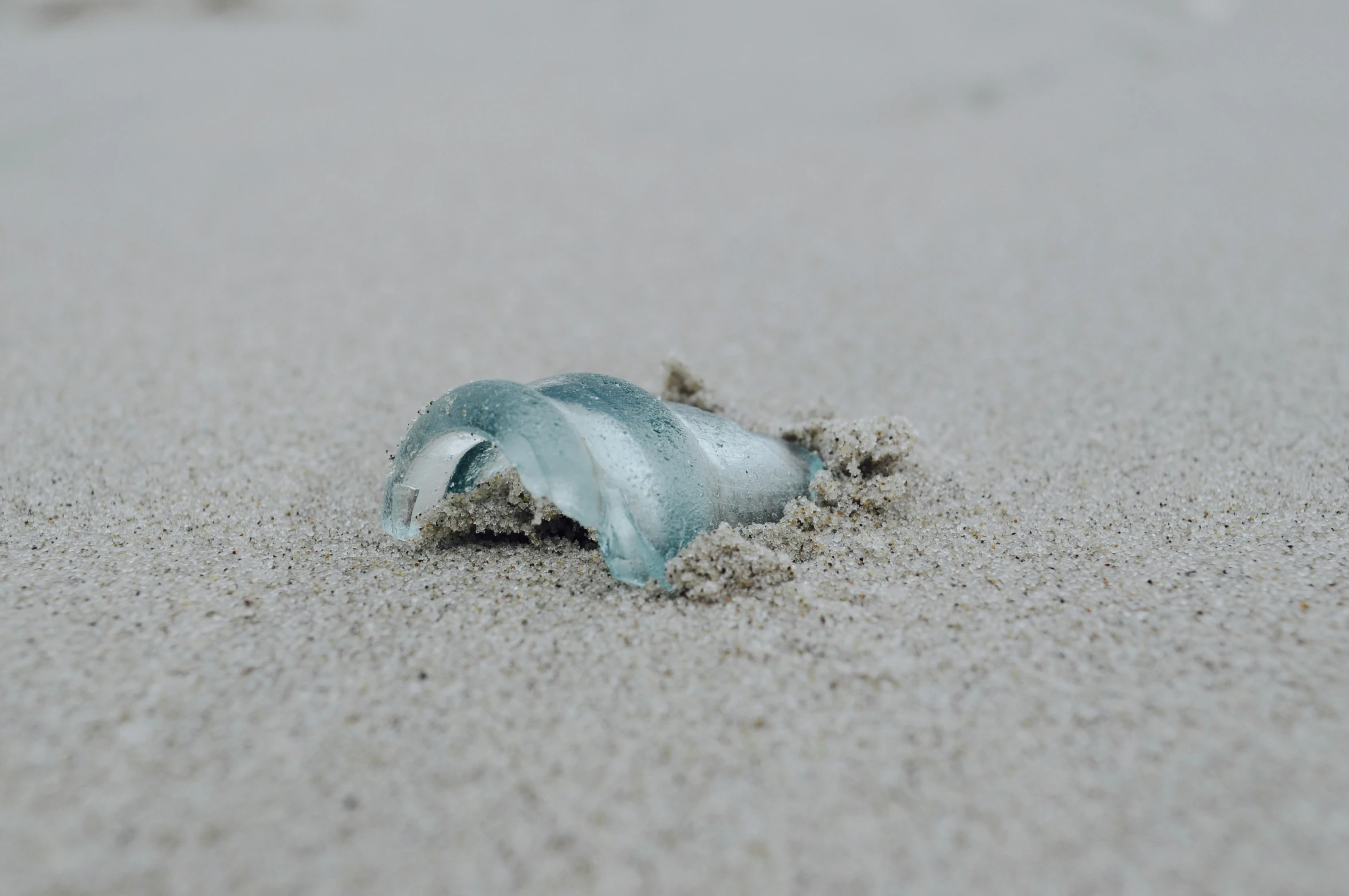 a shell in the sand on a beach