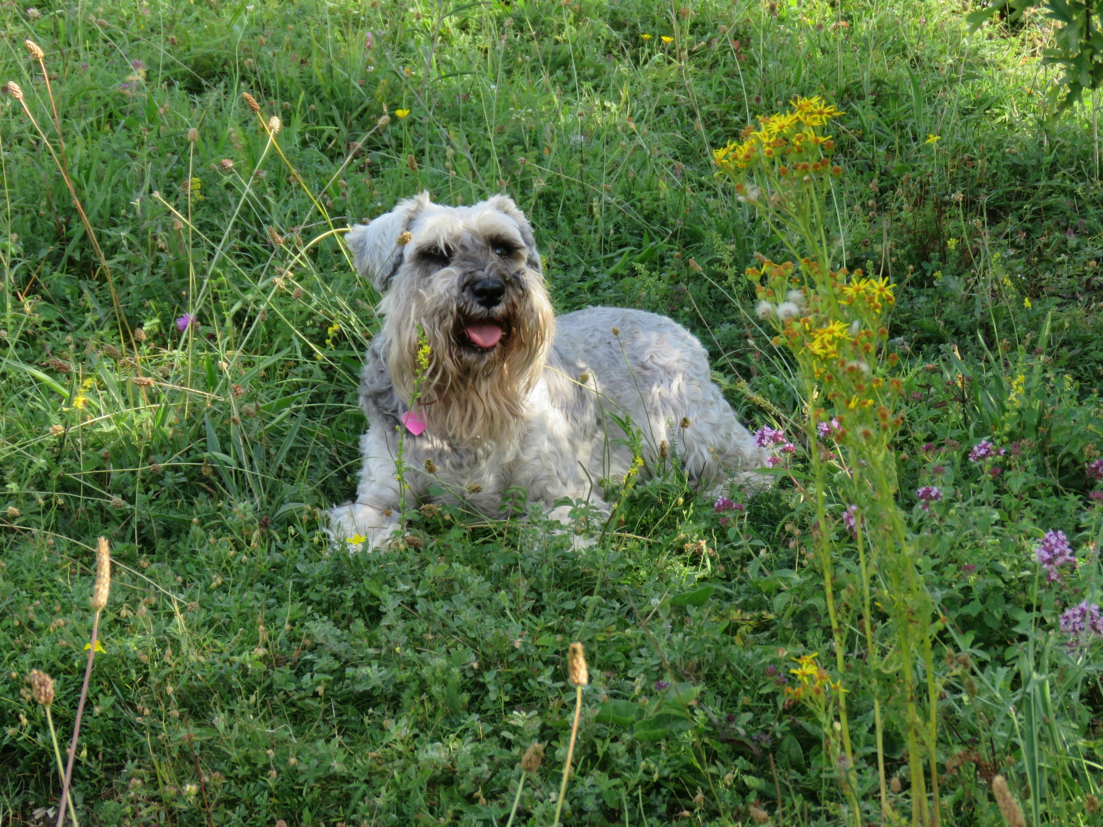 a small gray and white dog laying in a grassy field