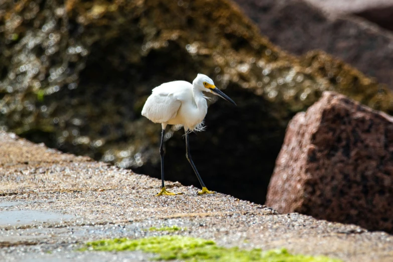 a bird that is standing on top of concrete