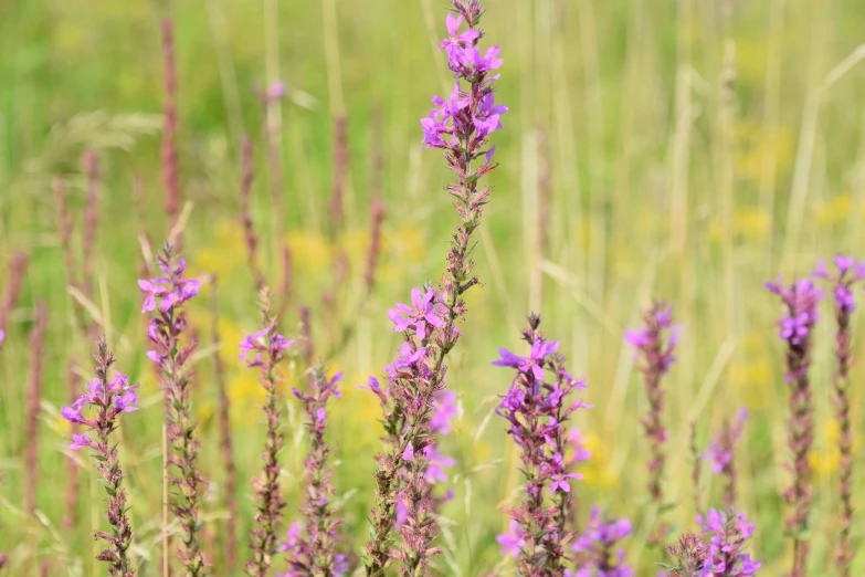 wildflowers blooming in the foreground with a blurry background