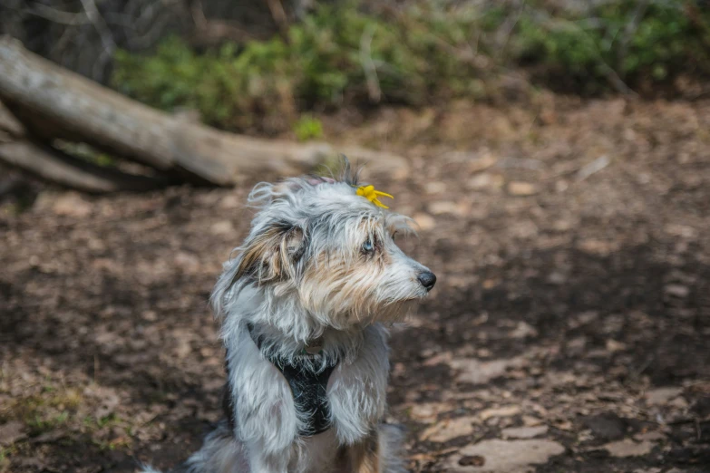 this is a dog sitting down with a flower in its hair