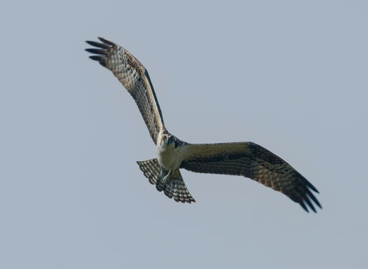 a hawk flying across a blue sky with wings wide open