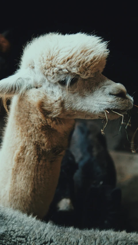 a sheep in a pen with long horns