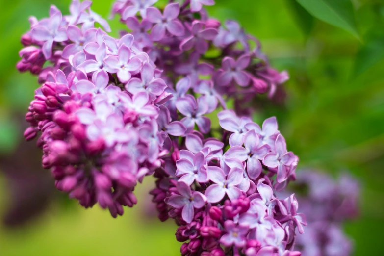 purple flowers in bloom outside with green leaves