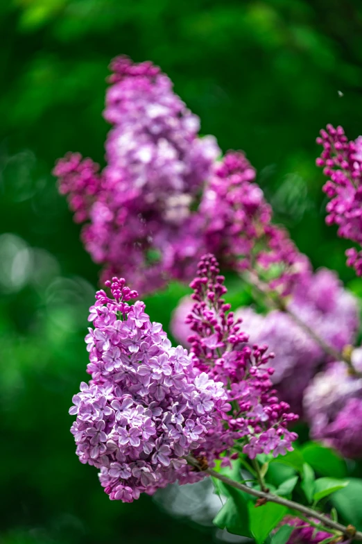 purple flowers are growing in the green leaves