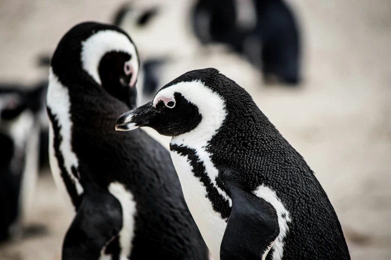 a group of penguins in the sand, with one being curious