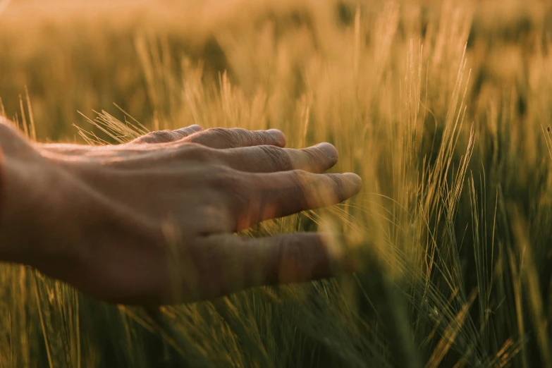 a person is holding onto a green wheat field