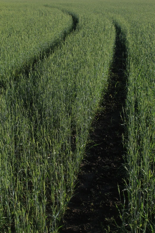 a large field with a very long dirt trail