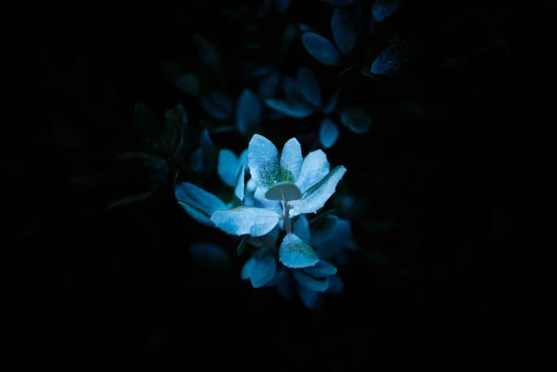 a dark po of a flower in the dark