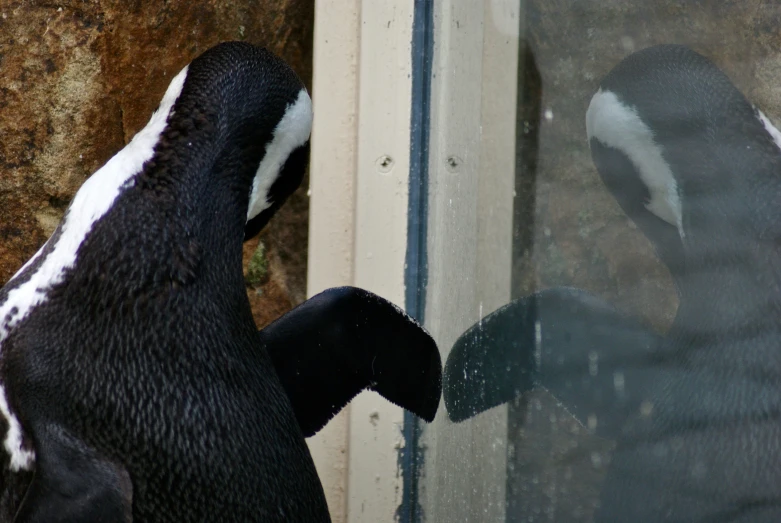 an penguin looking out of the window at soing