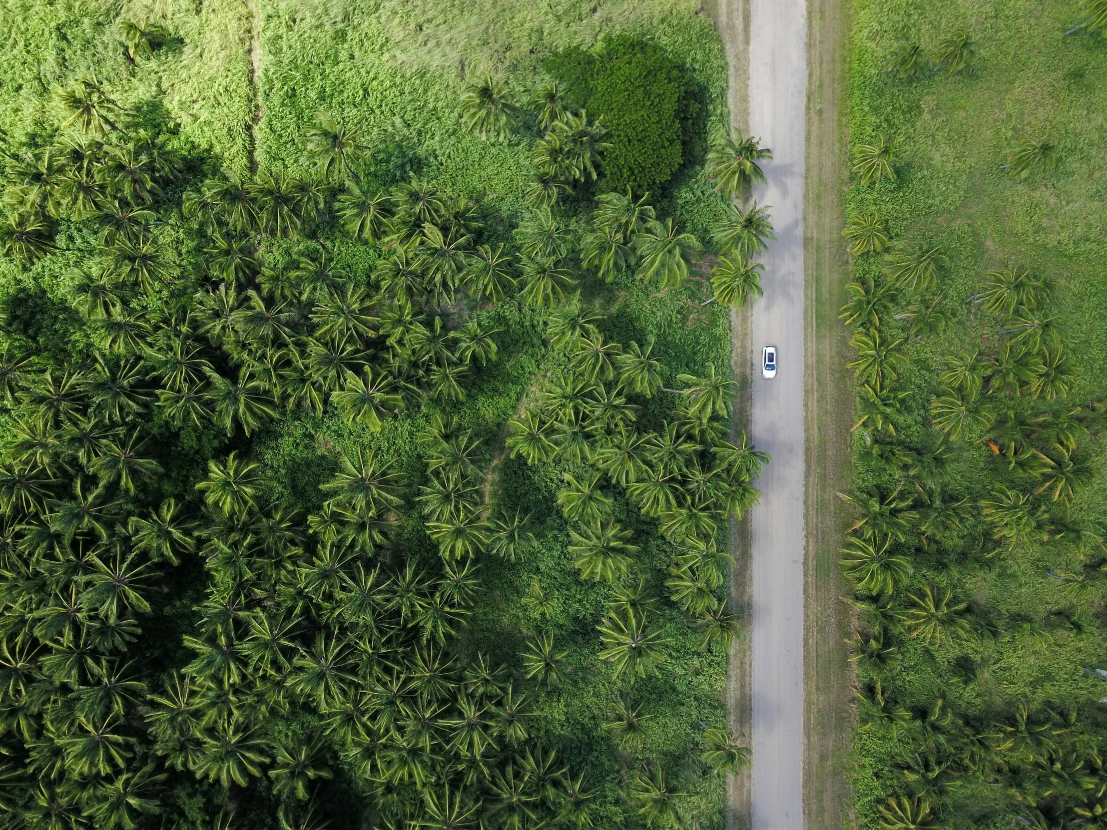 aerial po of trees and car on road between fields