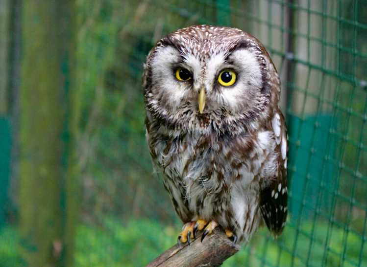 an owl perched on a nch in front of a green fence