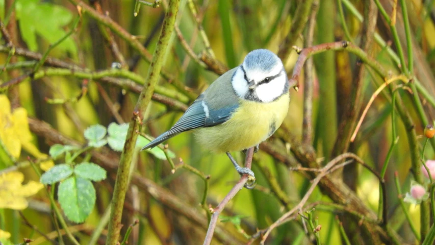 a small bird sits in the tree outside