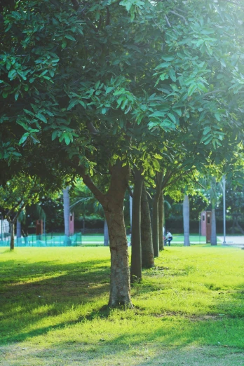 a tree lined park with a park bench in the background
