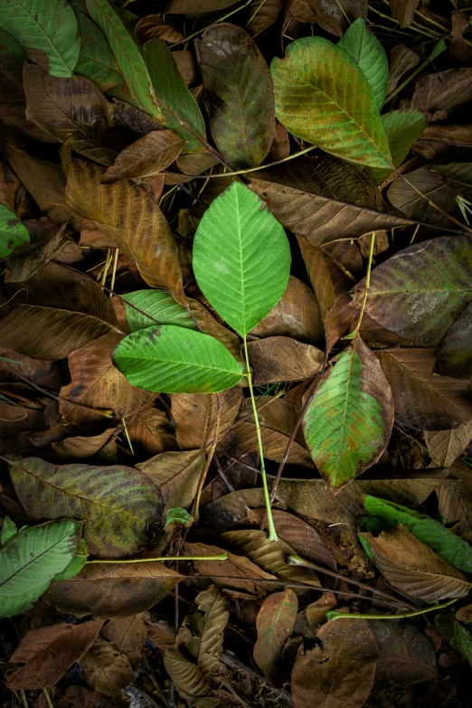 green leaves are all around the ground