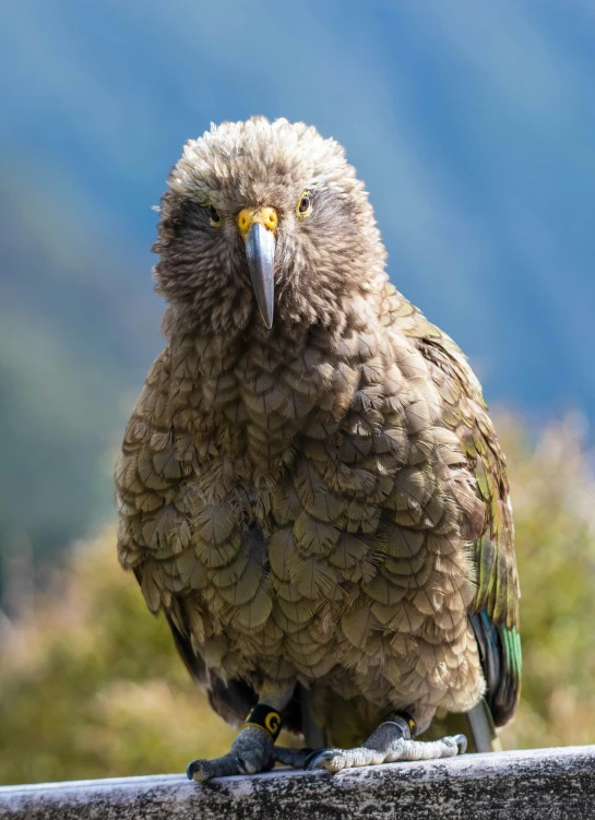 a small brown bird with yellow eyes stands on a ledge