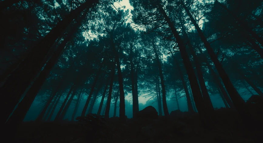 a dark forest is filled with large trees
