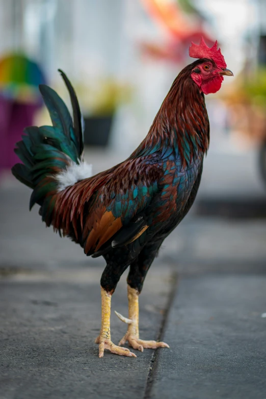 a colorful rooster stands on the sidewalk