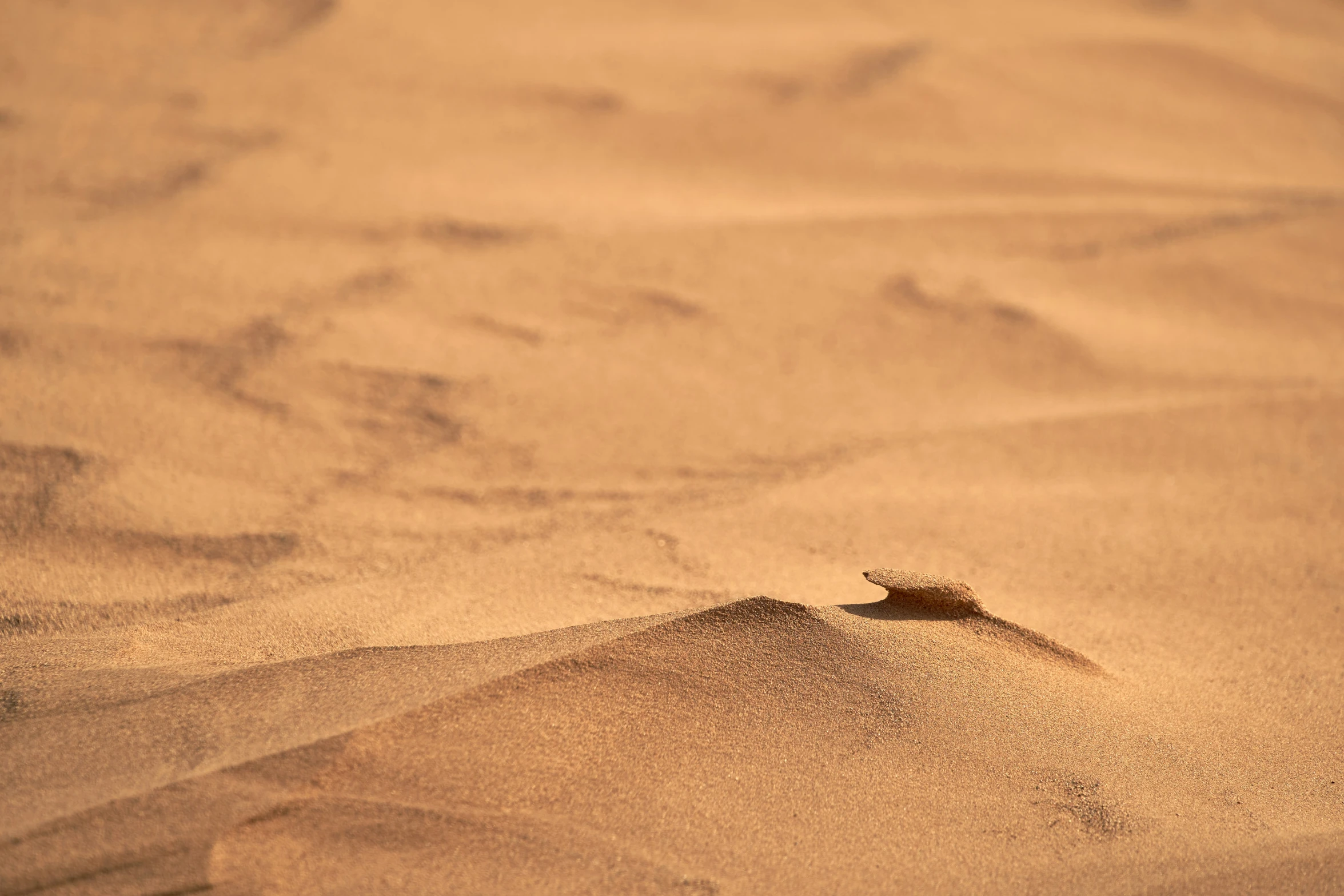 a turtle swims through the sandy desert