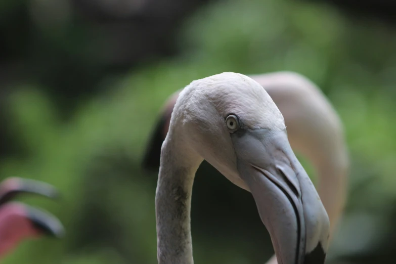 a large bird with a long neck is standing close to the camera