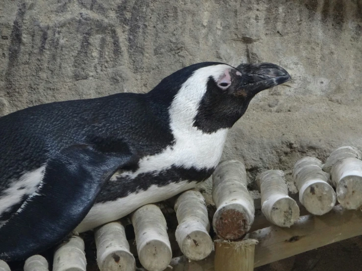 a penguin with its beak raised sitting on a wooden surface