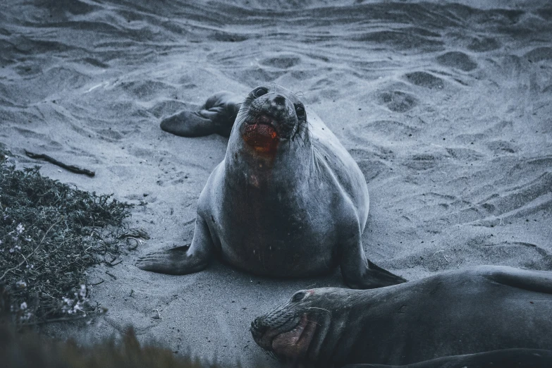 two elephant seals are sitting in the sand together