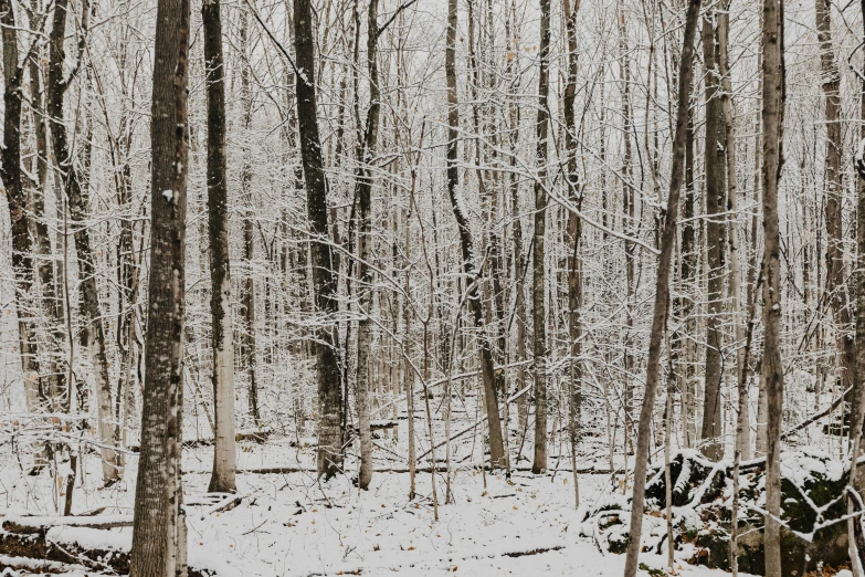 a snowy winter scene with some trees and rocks