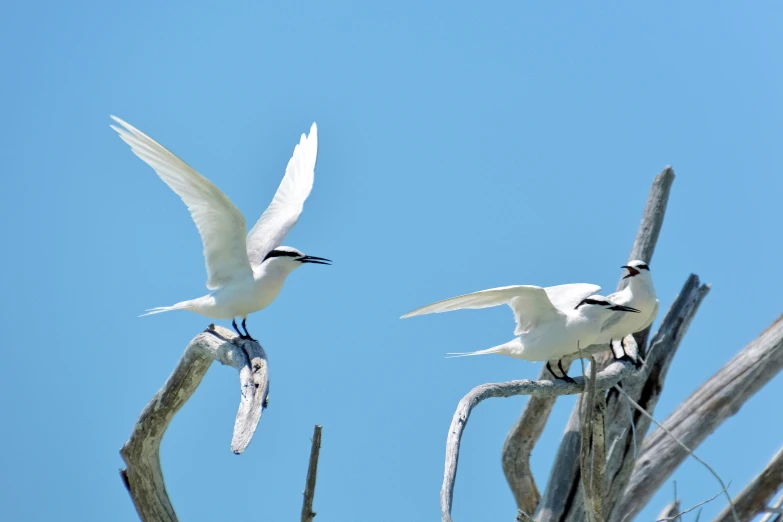 two birds sitting together in a tree next to each other