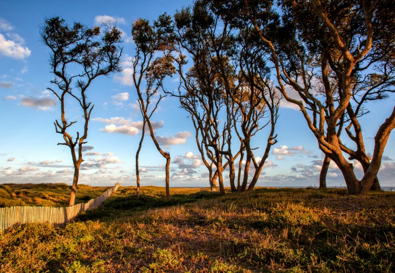 a path that runs next to a row of trees