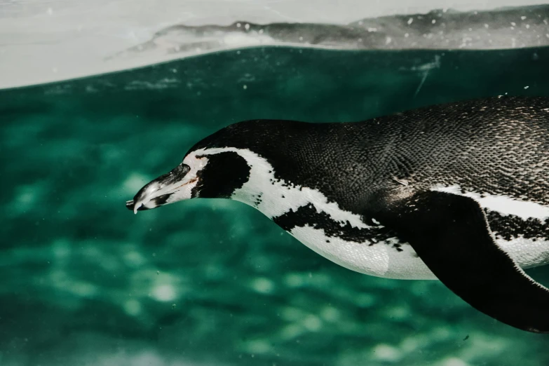 a penguin swimming in water with green under water