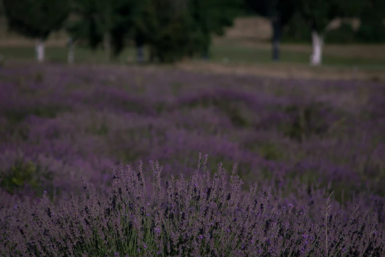 a field with many lavender colored plants