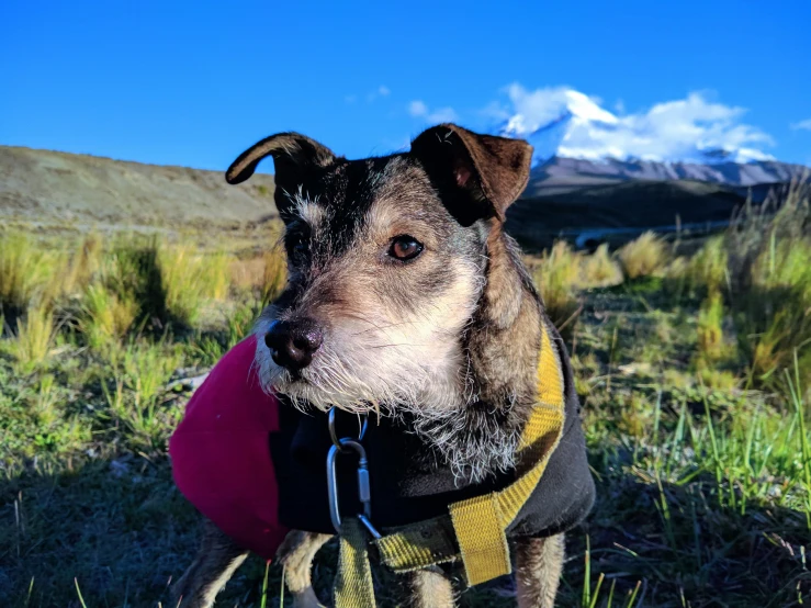 a small dog in the grass on a sunny day