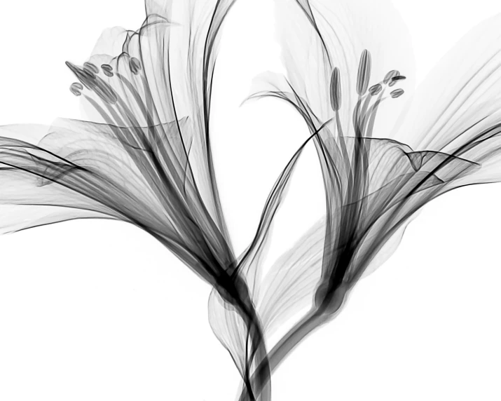 black and white pograph of a flower