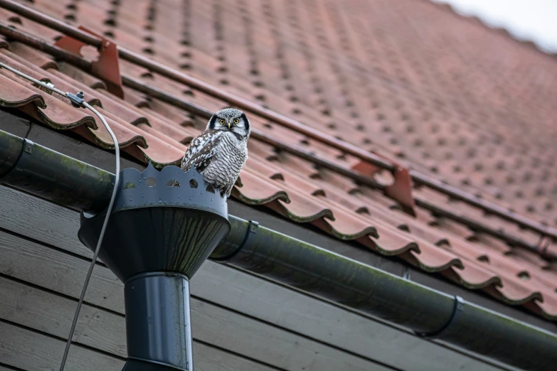 an owl sits on top of a light post