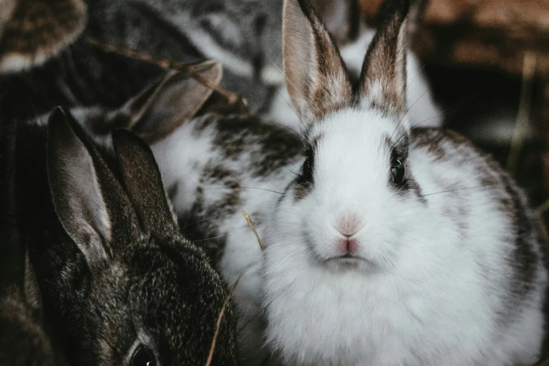 two bunny are sitting together in some hay