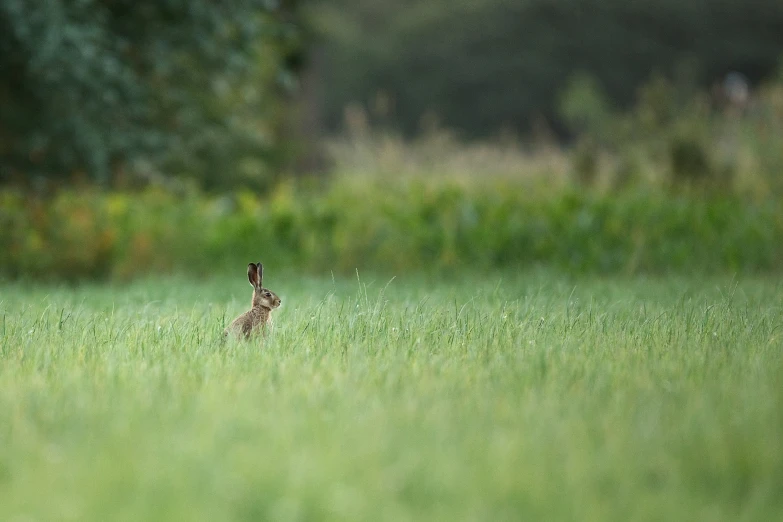 a baby rabbit is running through a field of tall grass