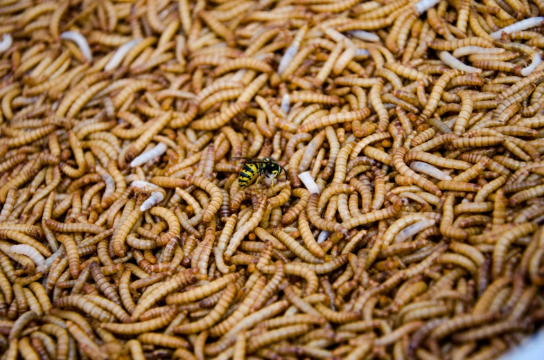 bugs are spread out on a table covered with yellow flak