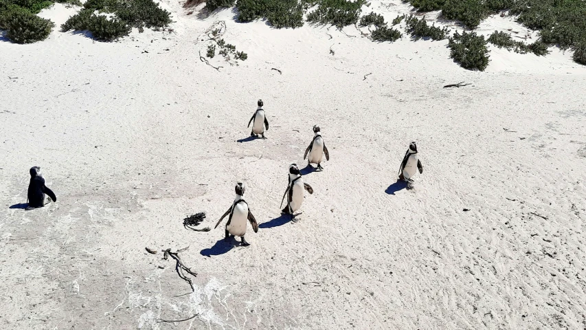 some penguins walk in the sand together