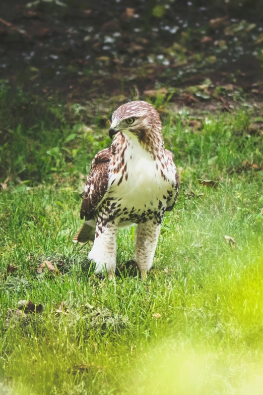 a hawk is in the green grass and bushes