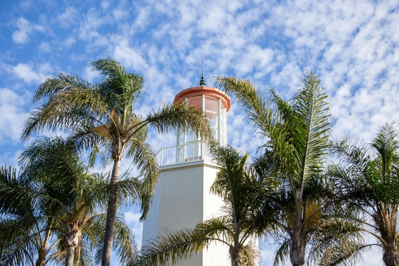 a white clock tower stands between some palm trees