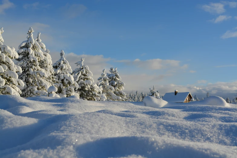 the view of the snow covered trees from a distance